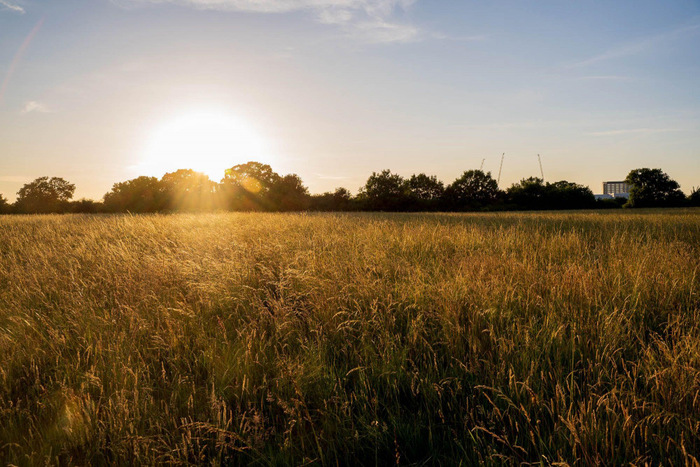 Tolworth Court Farm is the largest nature reserve in Kingston Borough (Photo: Kingston Council)