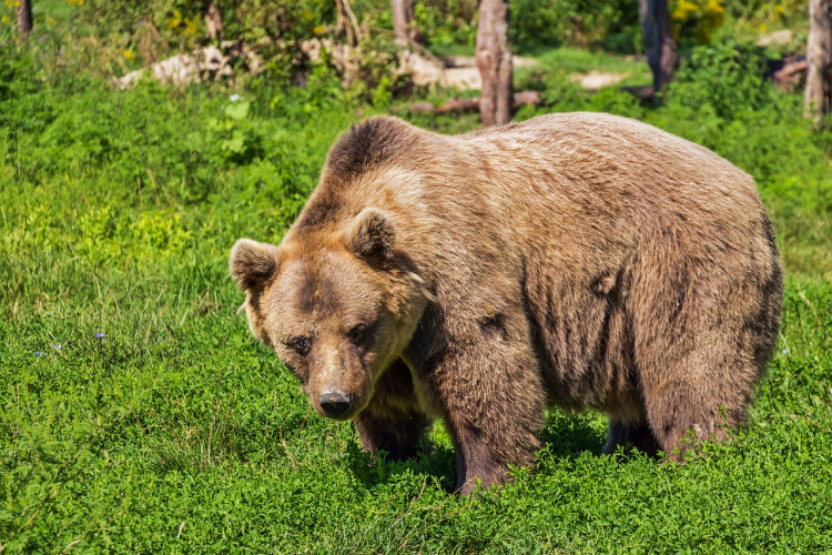 Brown bear like Diego at Jimmy's Far (Picture: Pixabay)