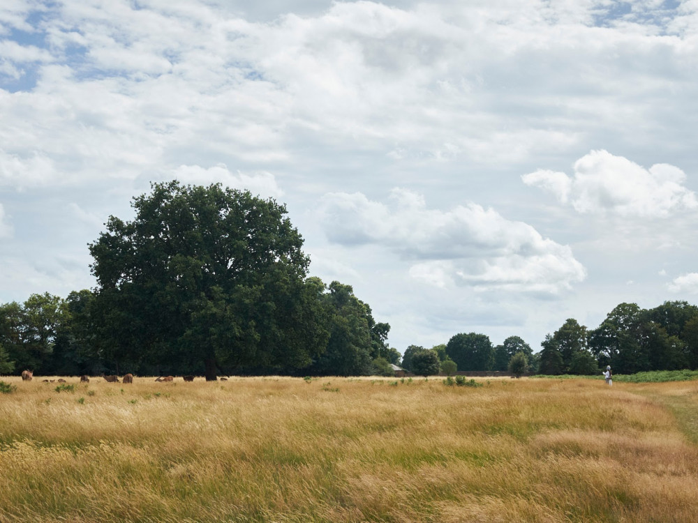 Bushy Park will see the revival of the popular Chestnut Sunday this May (Photo: Ollie G. Monk)