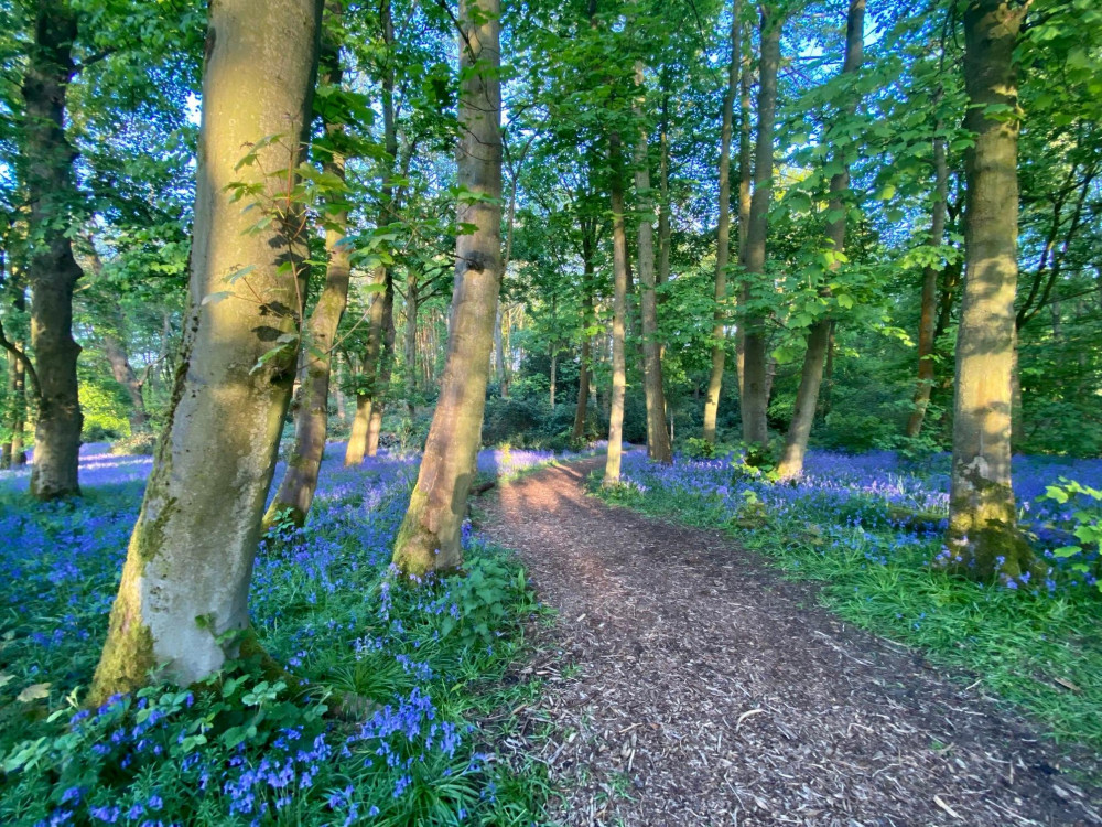 Bluebell Walk