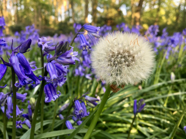 Get ready to immerse yourself in bluebells at Rode Hall in Scholar Green. (Photo: Rode Hall) 