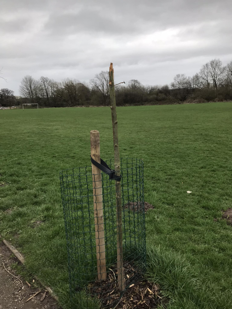 The sad state of the tree planted to mark the 100th year of girlguiding in Alsager after it was snapped in half by vandals. (Photo: Girlguiding Alsager) 