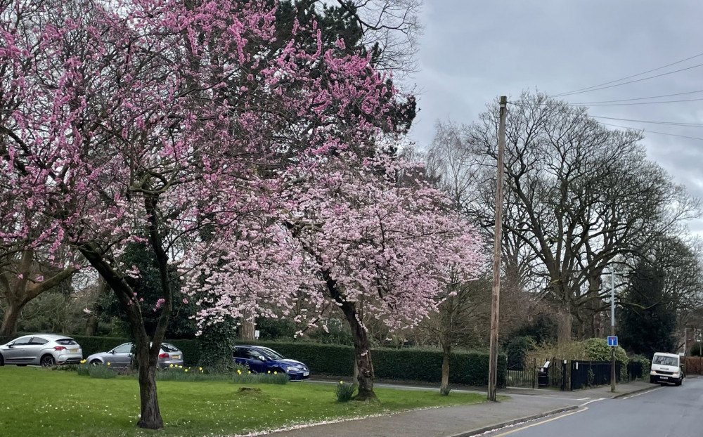 The Easter festival in Cheadle will run until Saturday 30 March in a variety of locations across the borough (Image - Alasdair Perry)