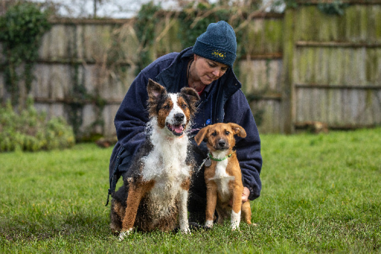 Bernadette is a typical Collie. She loves to literally run circles around you and is a real bright spark. Beans is a little less confident, image RSPCA