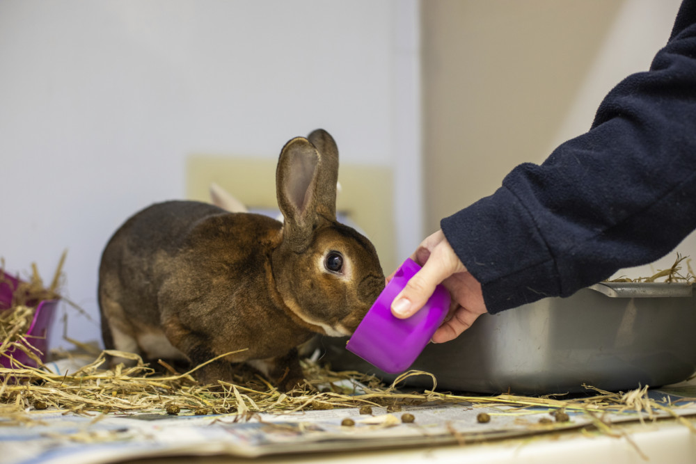The RSPCA is urging owners to put the diet of their rabbits at the top of their shopping list. (Photo: RSPCA)