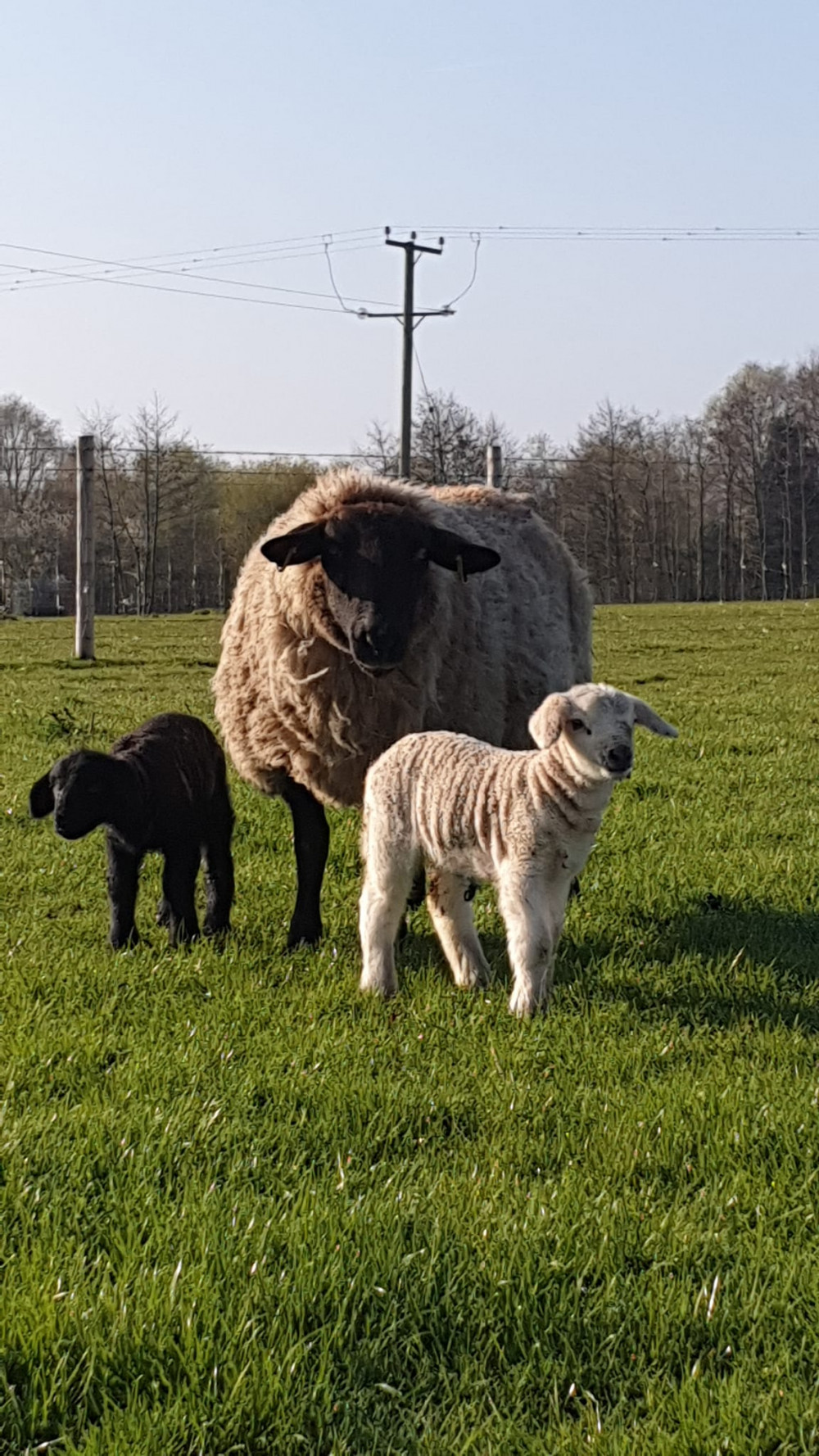 Lakemore Farm Park at Haslington was due to reopen for the season today (Good Friday) . (Stock photo - Lakemore Farm Park)