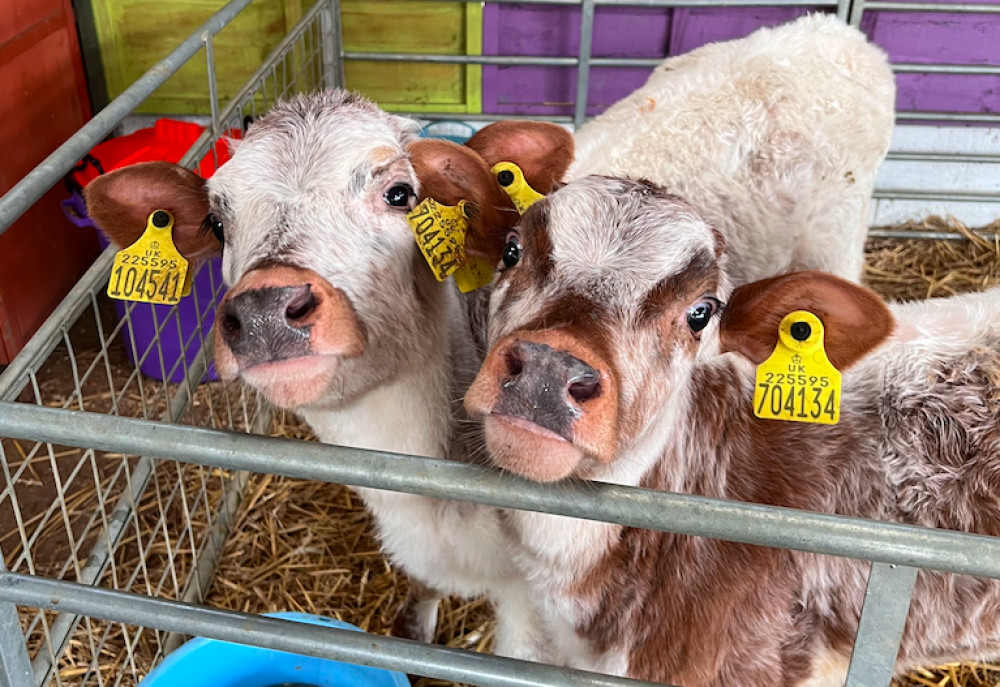 Meet the newest additions to the farm, 'Bertha and Tweed'. Image credit: Rutland Farm Park. 