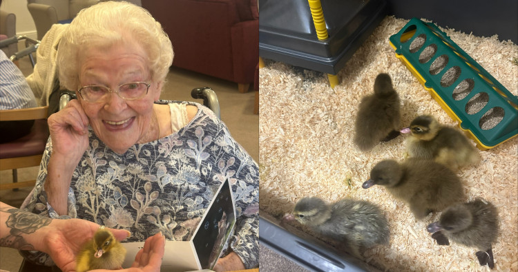 A carehome in Upton Priory has had a quacking time with their new arrivals.  