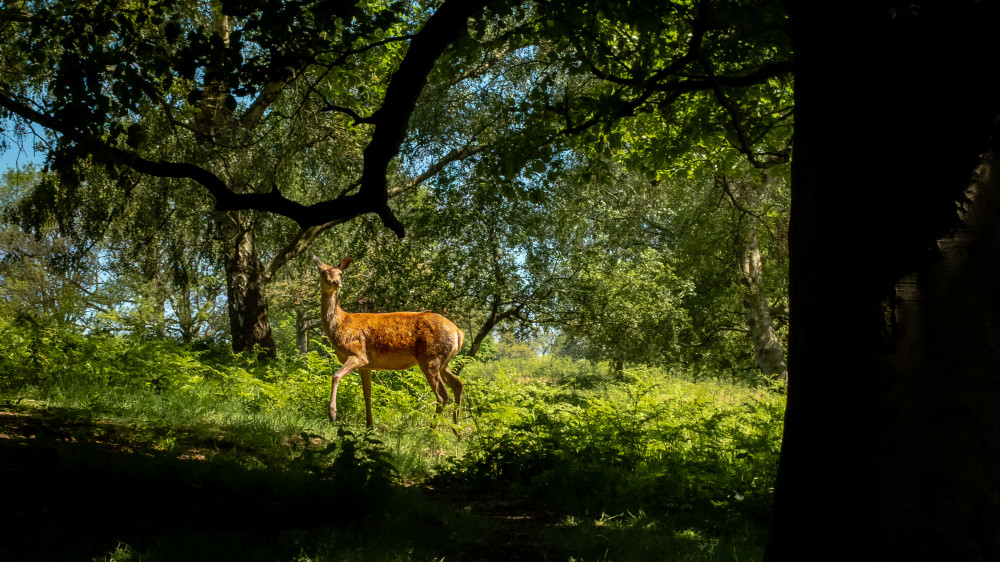 A deer in Richmond Park (Photo: Ollie G. Monk)