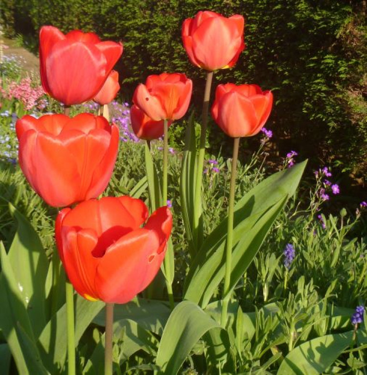 Spring Fayre - Hadleigh Naturalists' Society