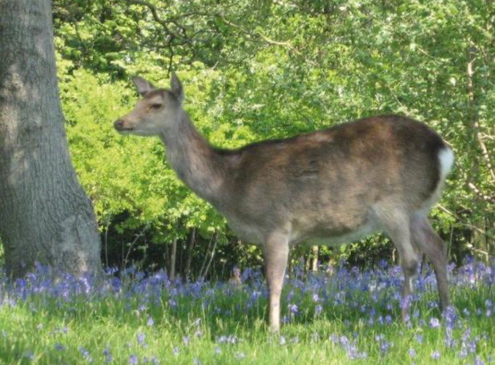 Silka Deer in Dorset