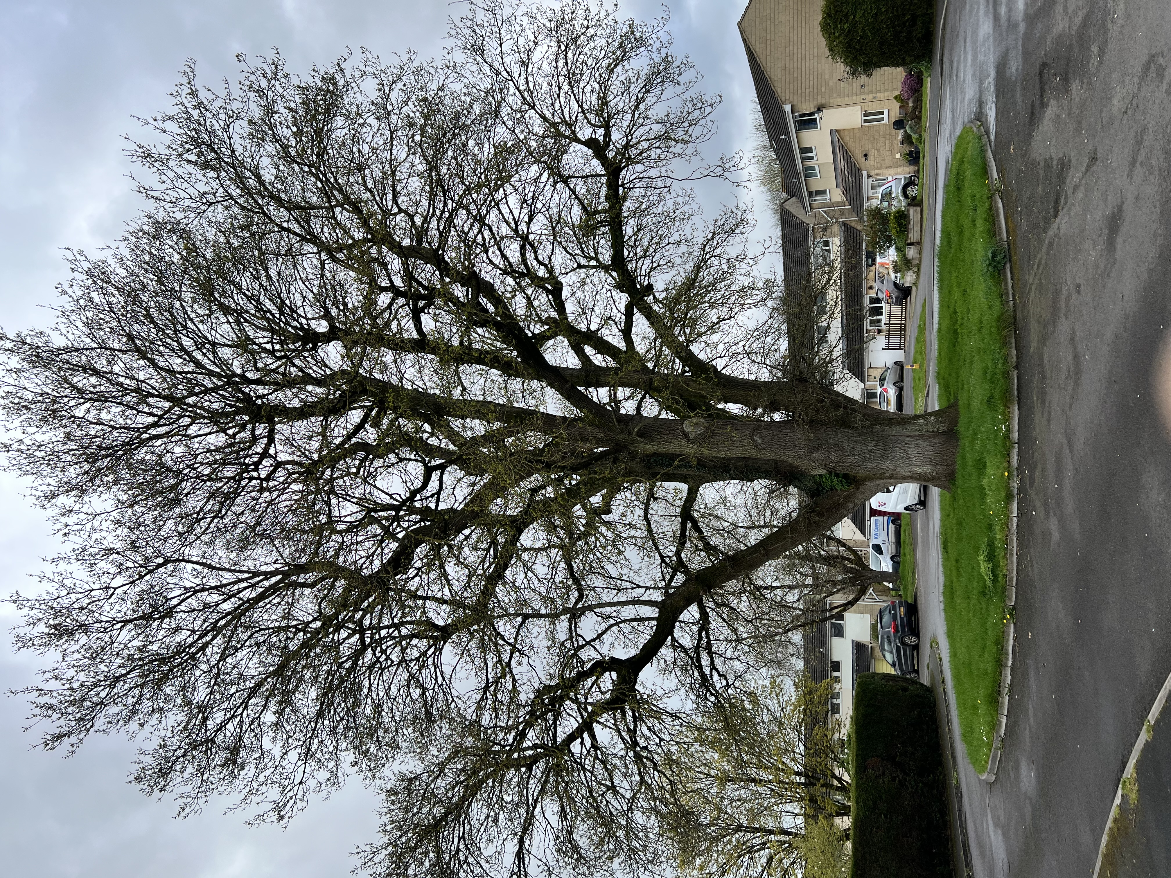 Westwood drive oak tree in Frome which has been earmarked for felling 