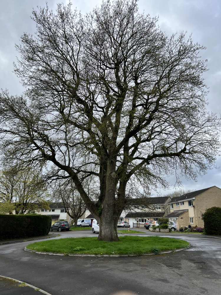 Westwood drive oak tree in Frome which has been earmarked for felling 