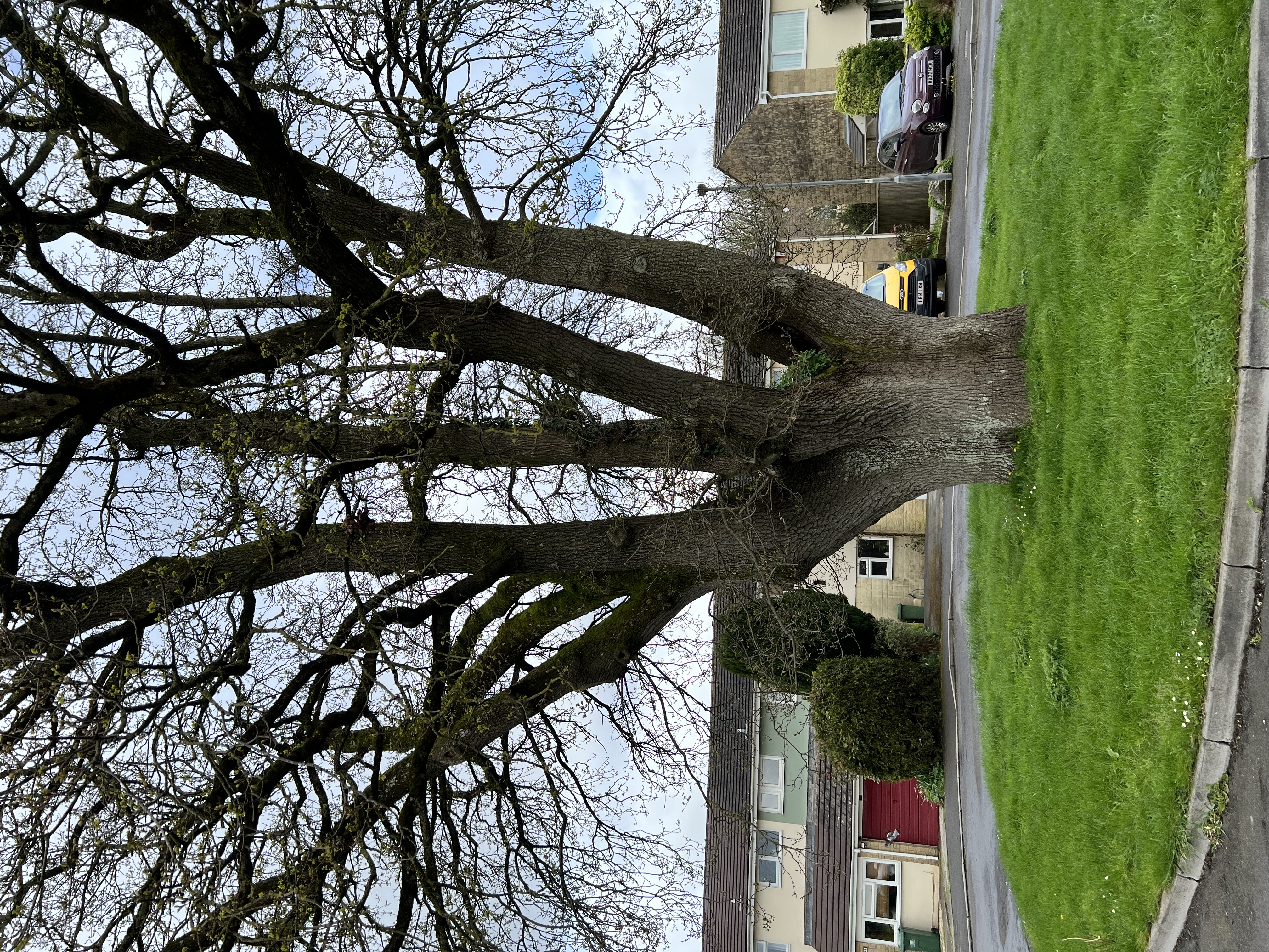 Land mark oak tree situated in Westwood drive in Frome