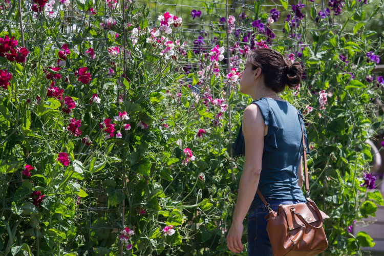 Sweet Pea Season at Easton Walled Gardens