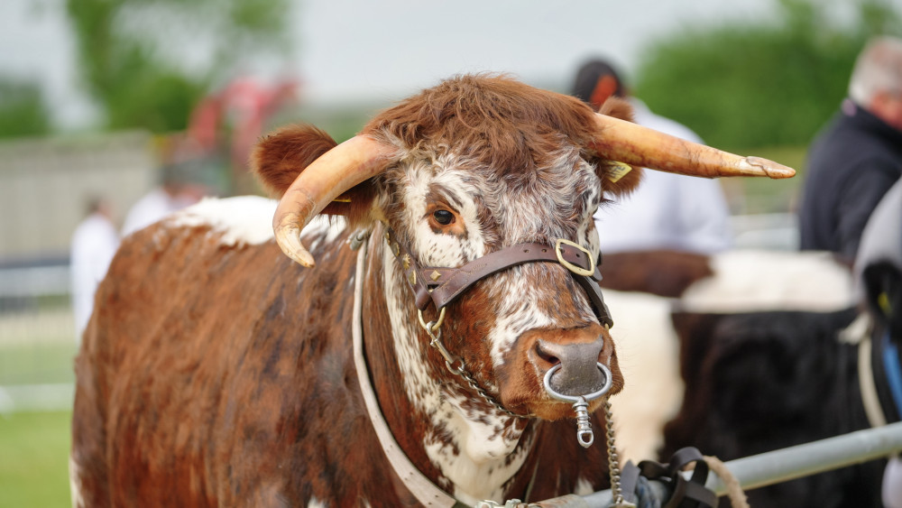 The Rutland County Show is back this June 2024. Image credit: Rutland Showground. 