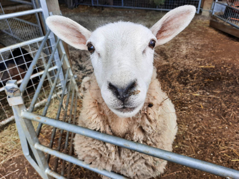 Lamb feeding is still in session at the farm. Image credit: Nub News. 