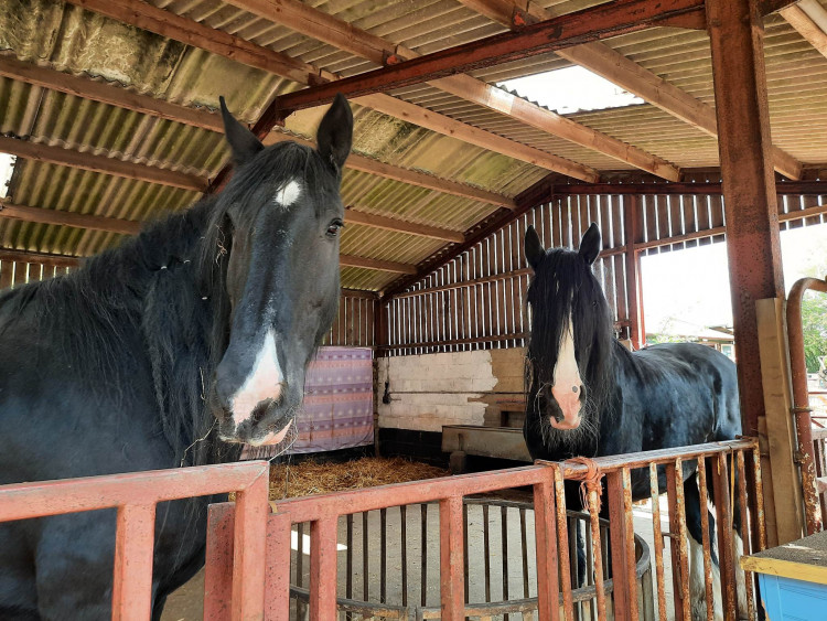 The horses at Rutland Farm Park can't be fed, but the other residents look forward to a snack from Rutland customers! Image credit: Nub News. 