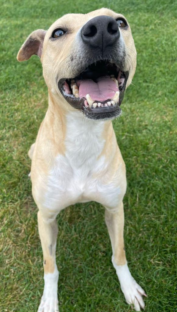 Poppy has been found a new home - more than two years after being rescued. (Photo: Alsager Animals in Need)