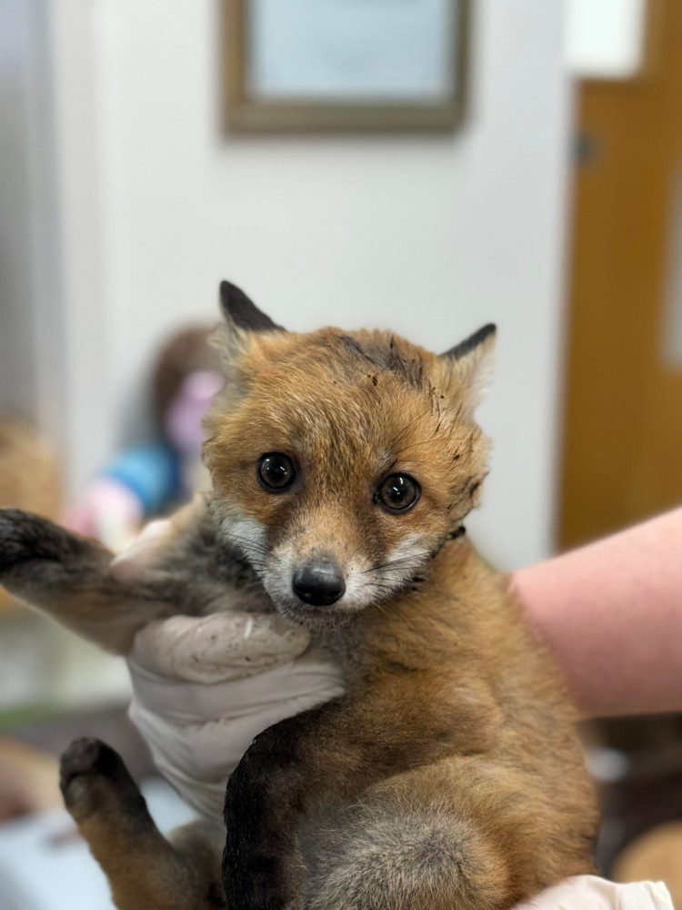 The rescued cub.