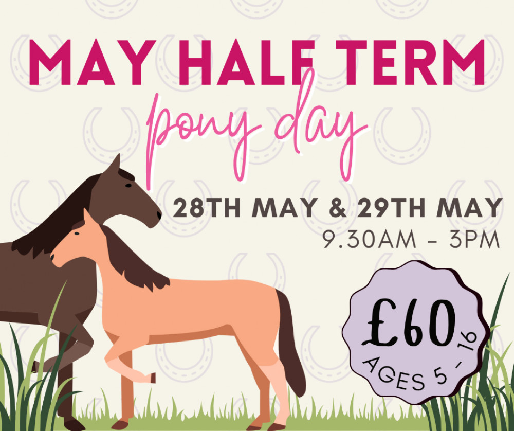 Own A Pony Day - May Half Term at Charnwood Forest Alpacas, near Ashby de la Zouch