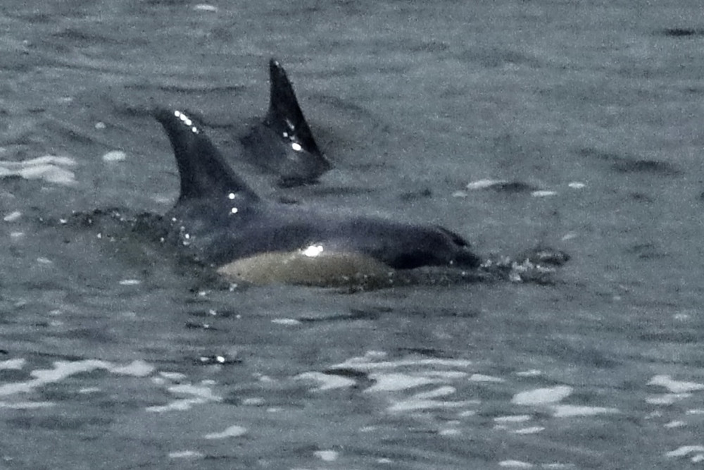 Dolphins at Teddington Lock (Image supplied)