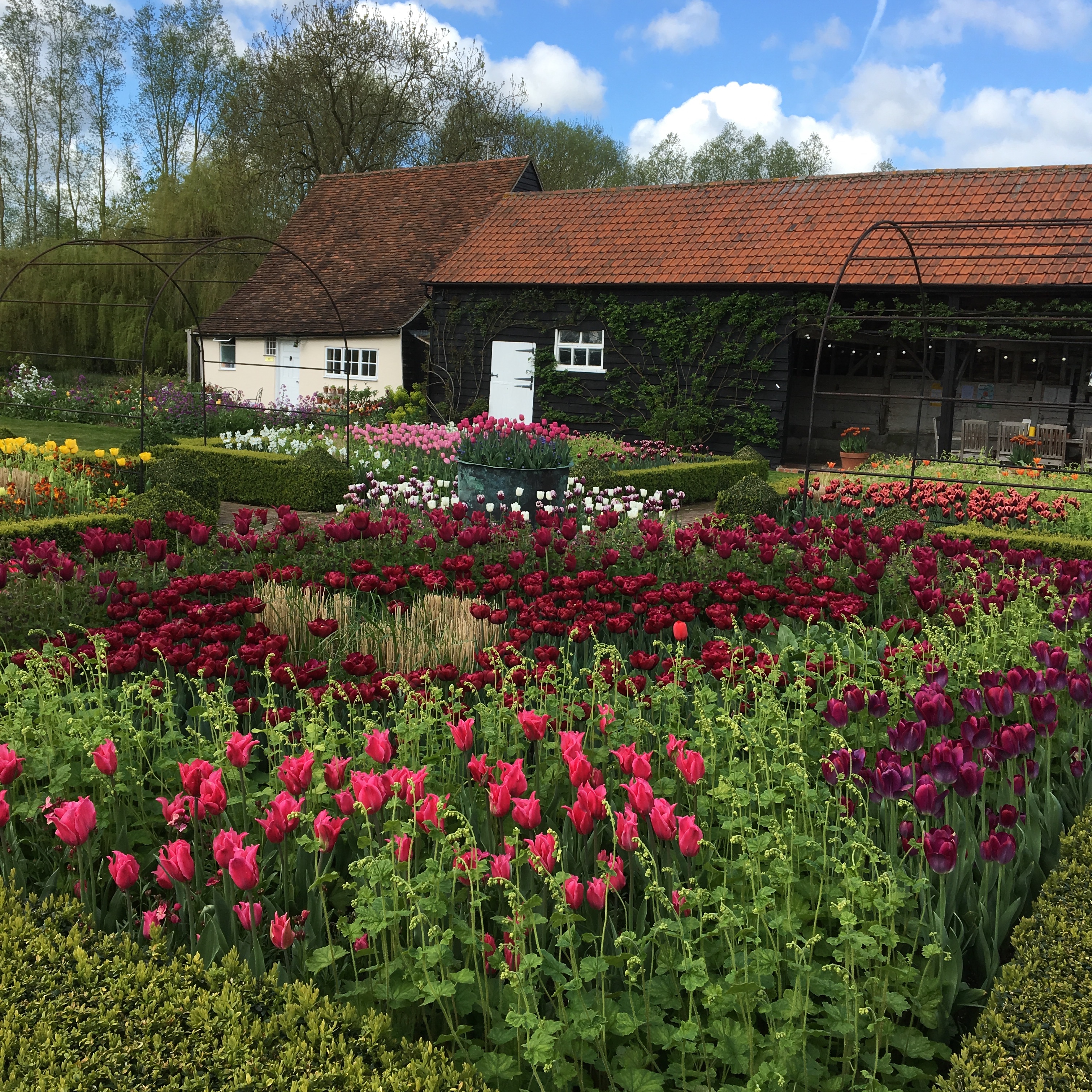 Fabulous tulips at Ulting Wick