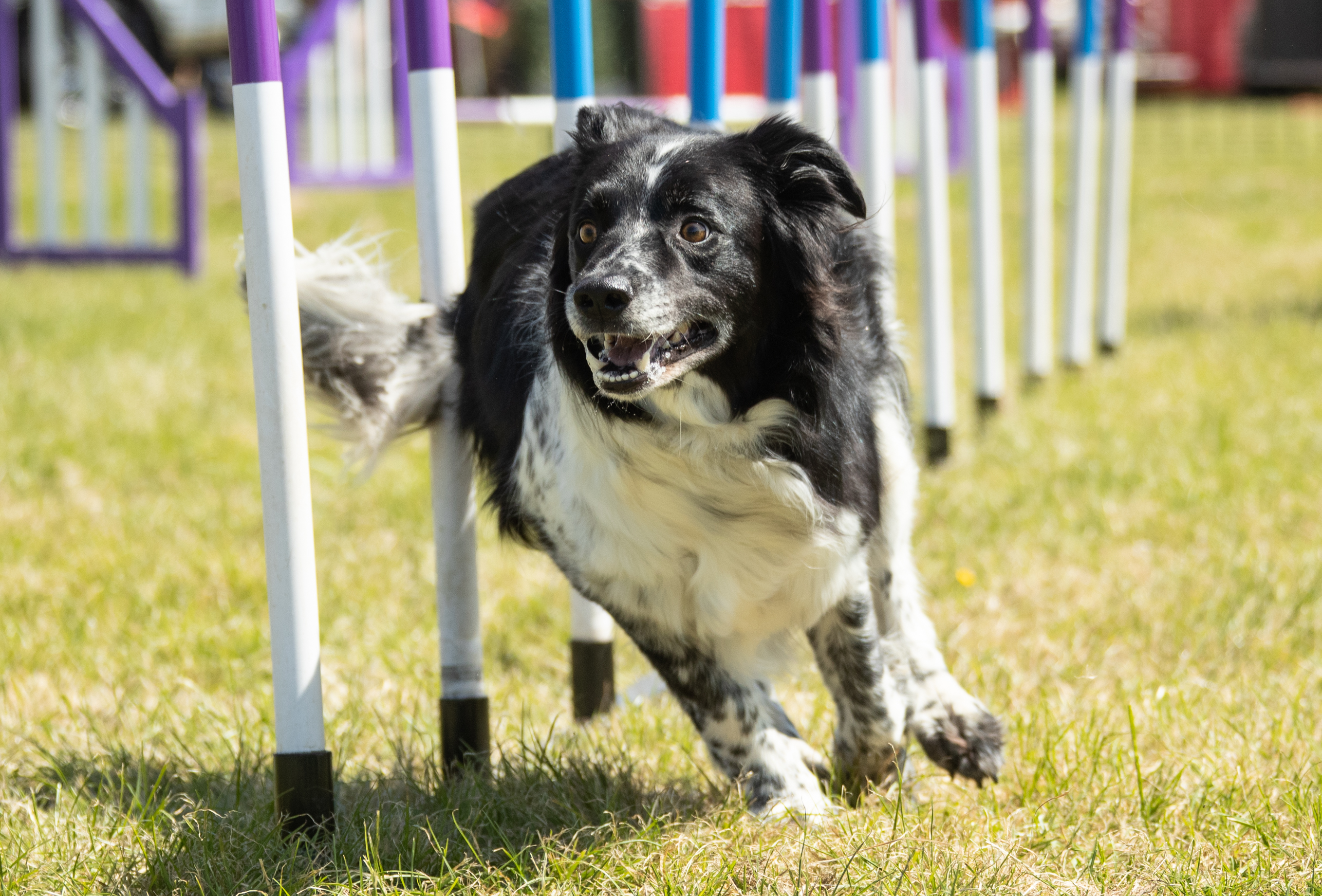 The 'Bark & West' is a new attraction