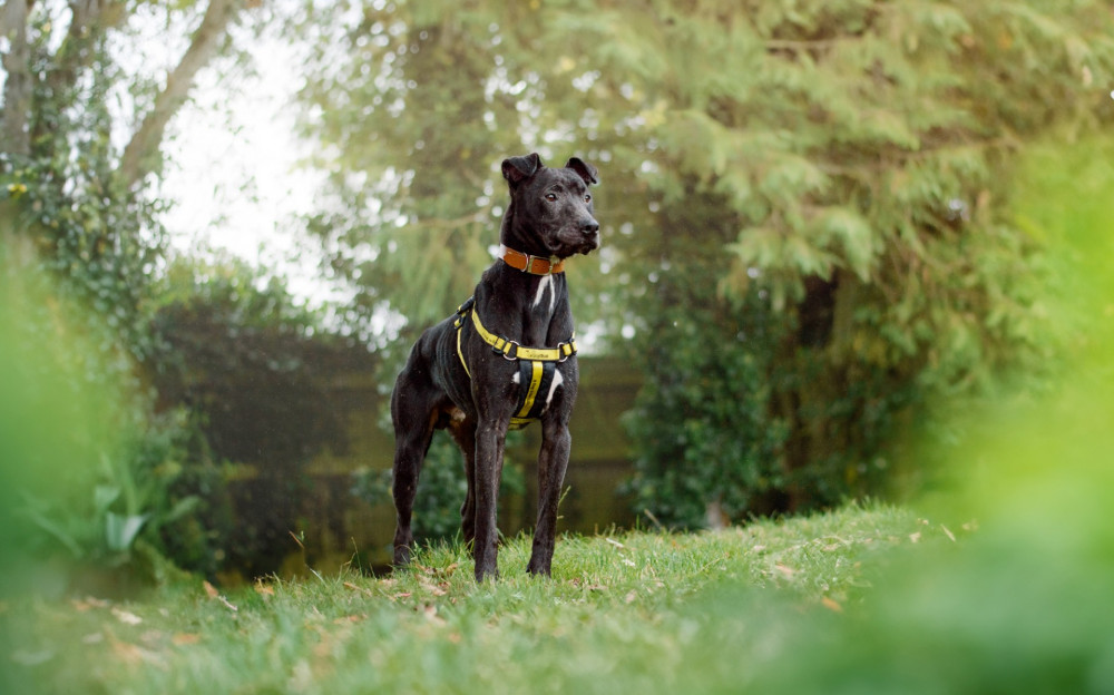 Peter the Lurcher is looking for a new home (image via Dogs Trust)