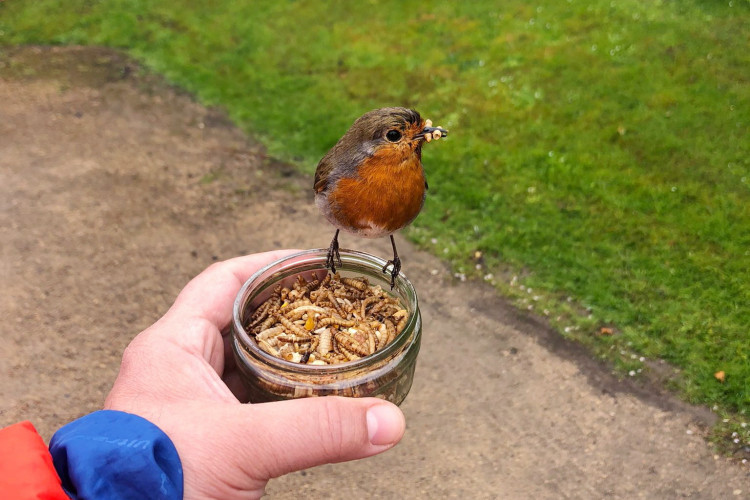 Footage of the robin feeding has been watched thousands of times on social media (image via SWNS)