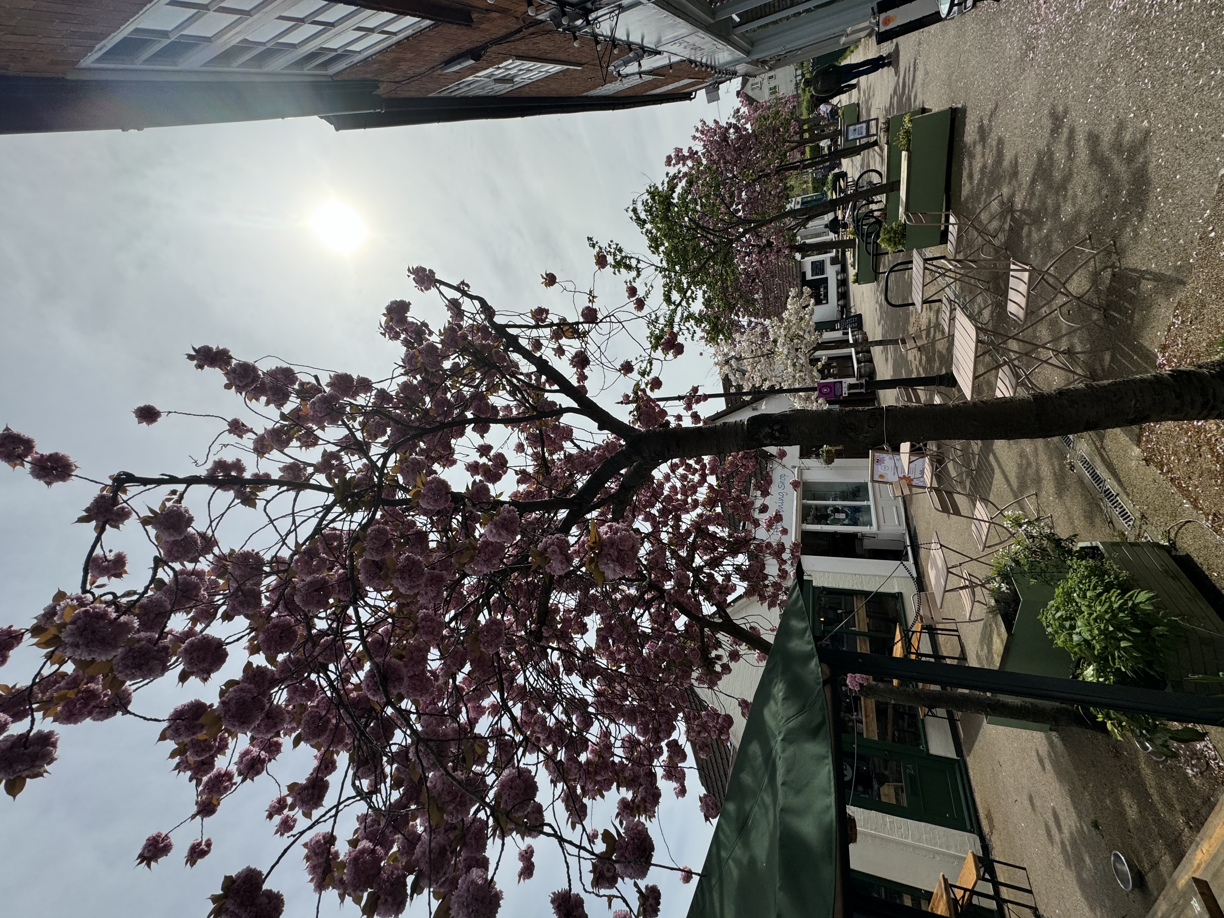 Blooming Marvellous: Catch Letchworth's wonderful cherry blossom in bloom while you can this spring. PICTURE: Letchworth Nub News visited The Wynd recently to take in the wonderful cherry blossom - why not catch the lovely sight while you can. CREDIT: Letchworth Nub News  