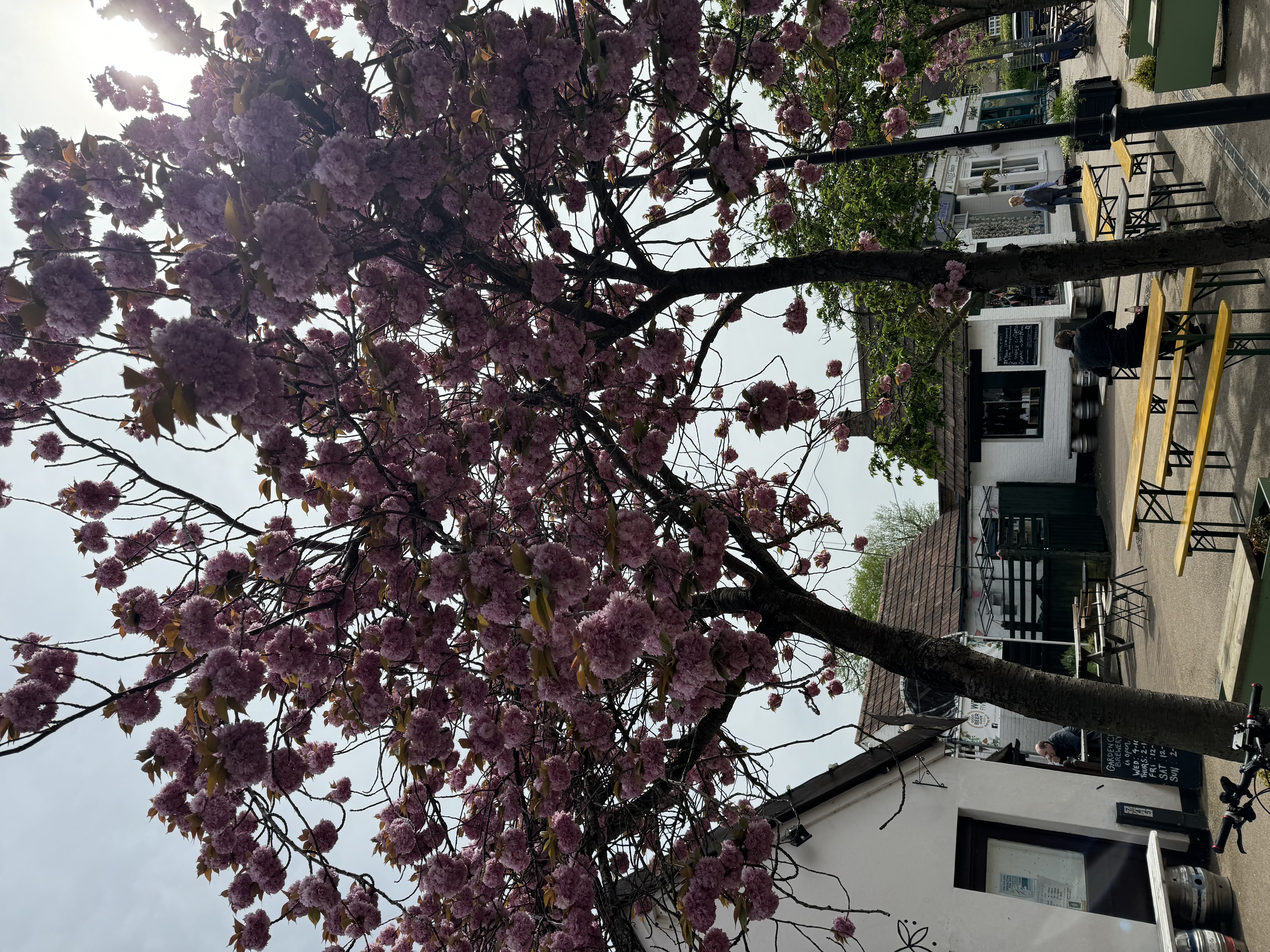 Blooming Marvellous: Catch Letchworth's wonderful cherry blossom in bloom while you can this spring. PICTURE: Letchworth Nub News visited The Wynd recently to take in the wonderful cherry blossom - why not catch the lovely sight while you can. CREDIT: Letchworth Nub News  