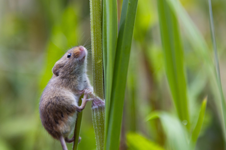 Members of the Selborne Society and Ealing Wildlife Group release over 150 harvest mice into the wild at Perivale Wood on 28 April (credit: Nicola Goddard).