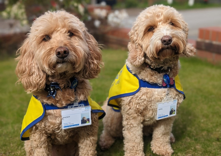 Paddy and Pippa with their Stockport NHS trust name badges (Image - Stockport NHSFT)