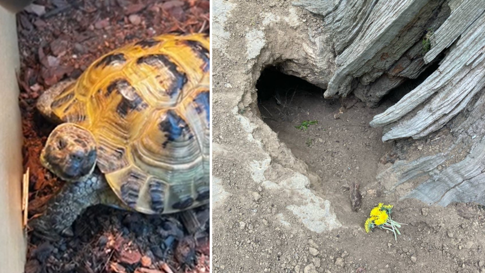 A tortoise is still missing in Richmond Park after walking into a hole in a dead tree on 22 March (Photos: Jackie Child)