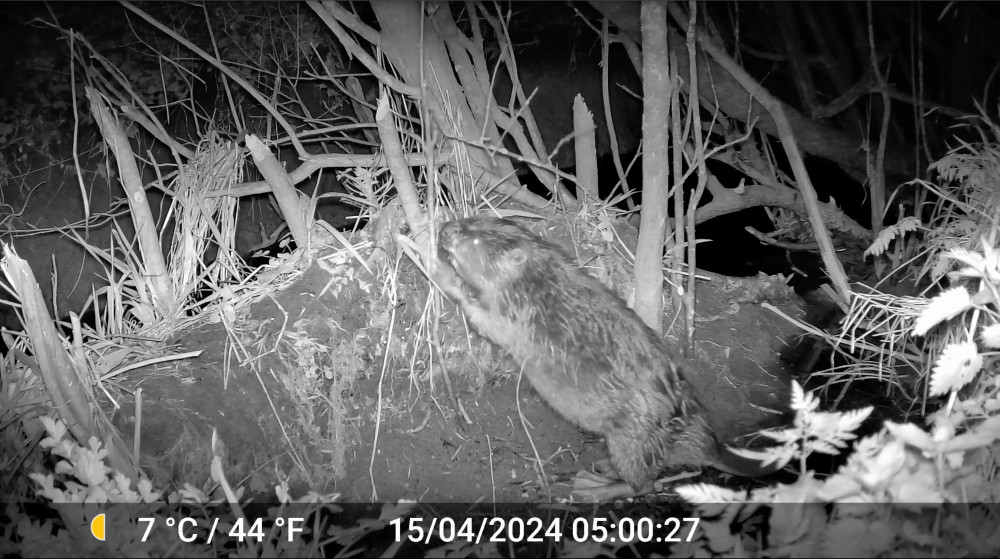 One of the beavers spotted at Heal Somerset (image supplied)