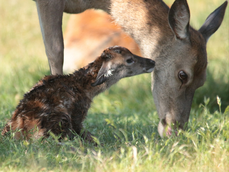 During deer birthing season, approximately 300 deer will be born across Richmond Park and Bushy Park (image by Terri Watson)