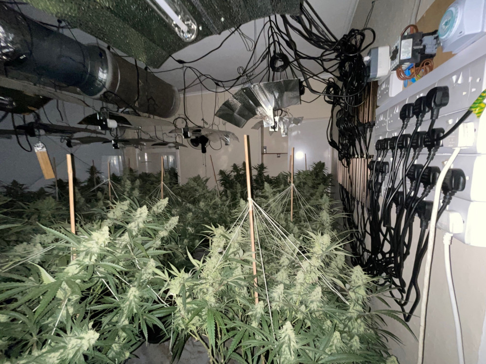 Three separate cannabis grows were found on Stanley Street, Tunstall, in March (Staffordshire Police).