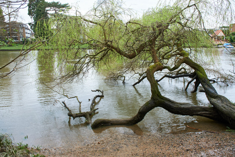 An alert from the Environment Agency continues to warn of possible flooding along Teddington Lock towpath ‘as a result of spring tides’. (Photo: Oliver Monk)