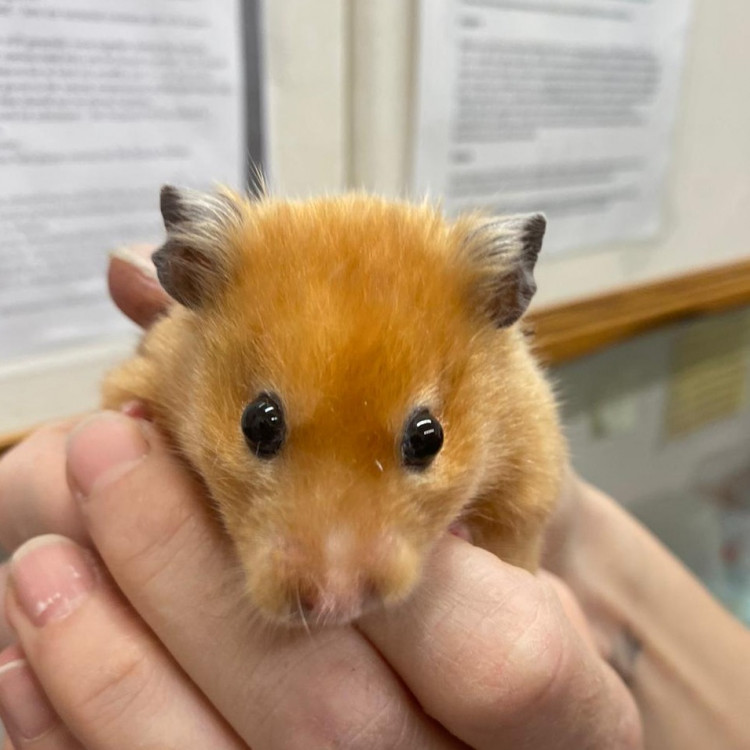 This hamster was found wandering down an alleyway. Is it yours? (Photo: RSPCA)