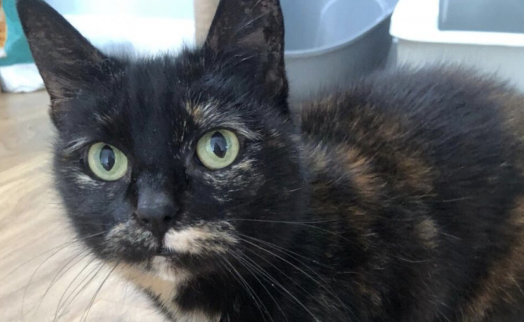 The female feline came into RSPCA Macclesfield's care three months ago. 