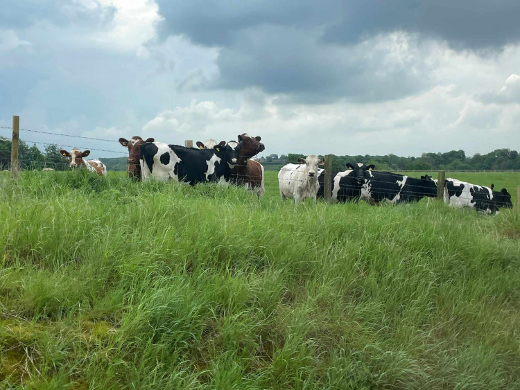 Services were delayed after a cow near the track just outside Sandbach.  (Photo: Nub News)