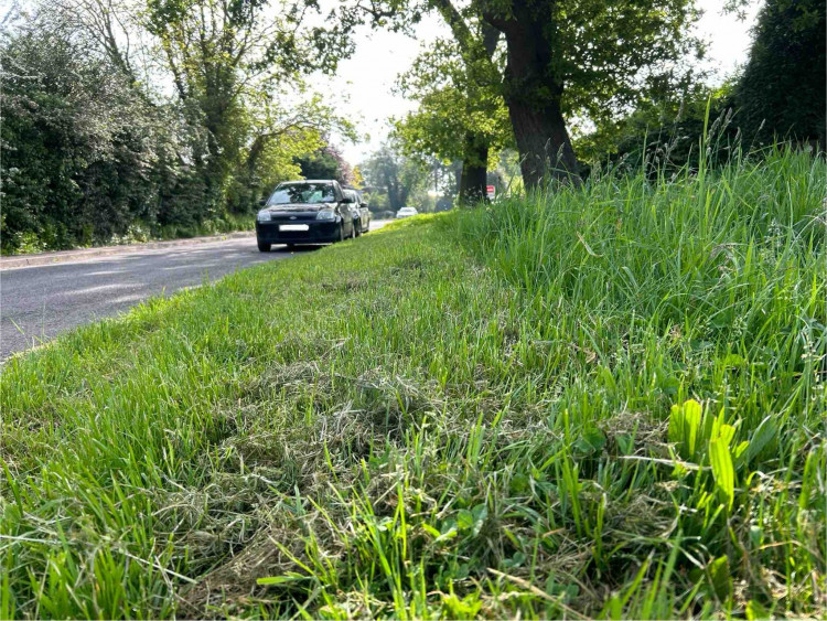 No Mow May is in full swing (image by Warwick District Council)