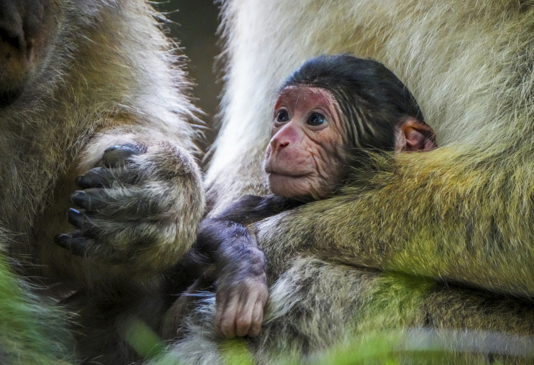The endangered baby Barbary macaques are thought to be only a few weeks old (SWNS).