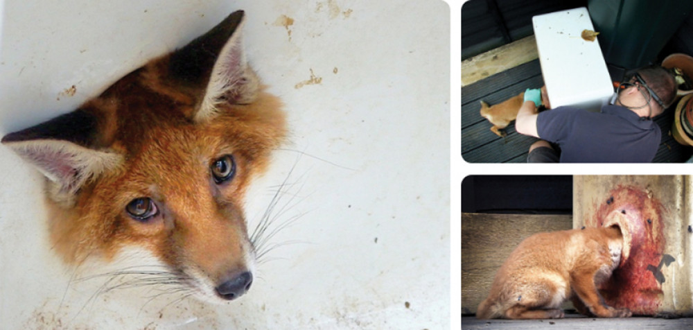 Pictures show the fox peering up and looking very sorry for itself as its back half sits free of the disused sink.