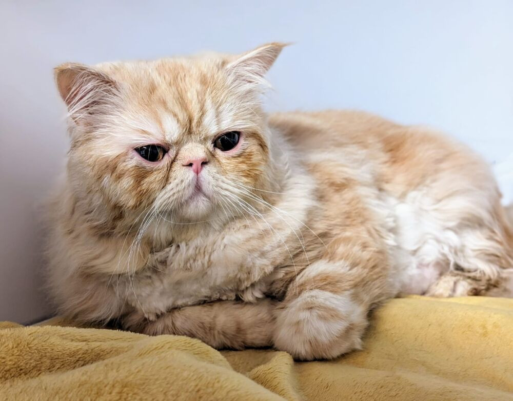 The male feline is currently being fostered in Rode Heath but is looking for his forever home.  (Photo: RSPCA)