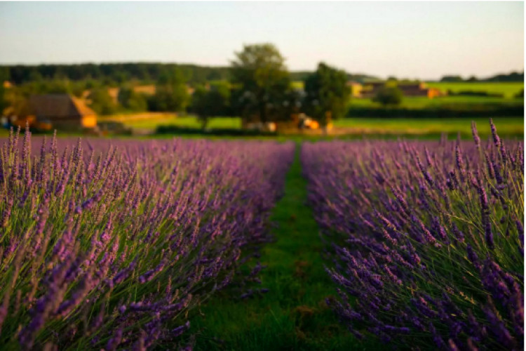 Warwickshire Lavender Farm on Watery Lane will reopen to the public on June 28 (Image supplied)