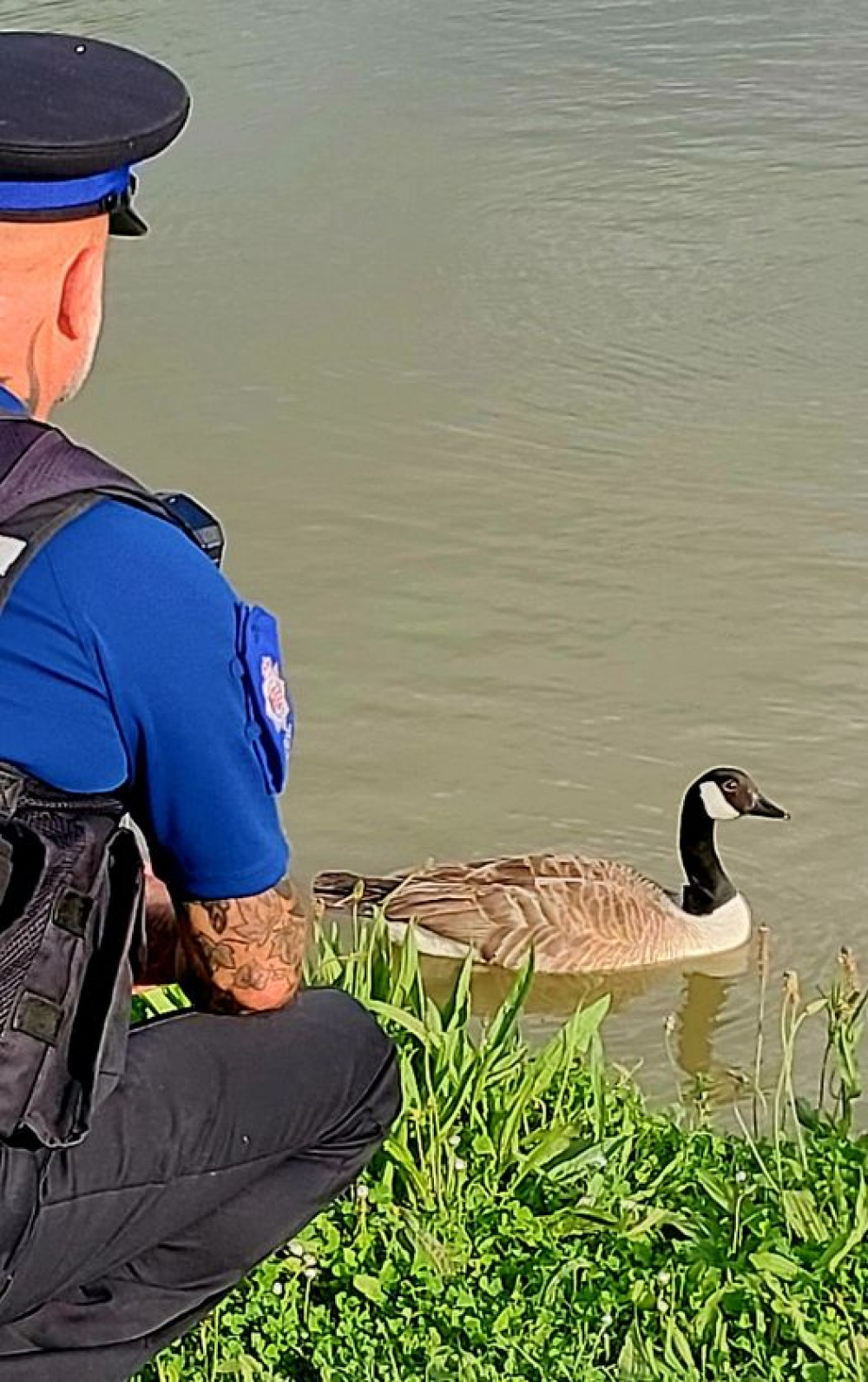 Officers are working to protect local wildlife in the Basildon area. 