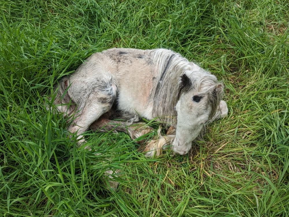 Despite best efforts, his condition was so poor that he had to be put to sleep. (Photo: RSPCA) 
