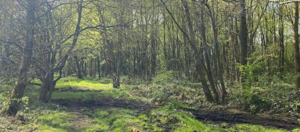 Danes Moss is threatened by housing plans, in south Macclesfield. (Image - SAVE DANES MOSS)